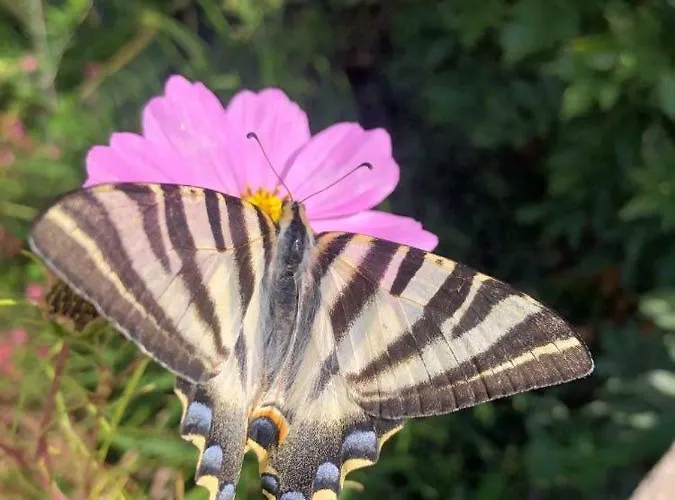 Casa Lerryn Ferienhaus Sertã